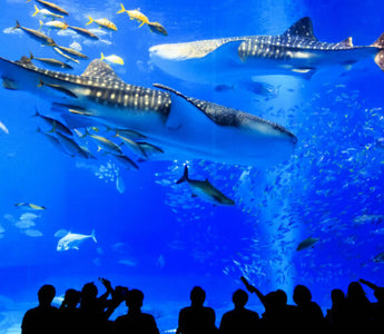 Discover the Spectacular Okinawa Churaumi Aquarium: A Journey Into Underwater Wonder